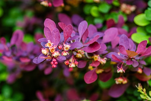 Барбарисові