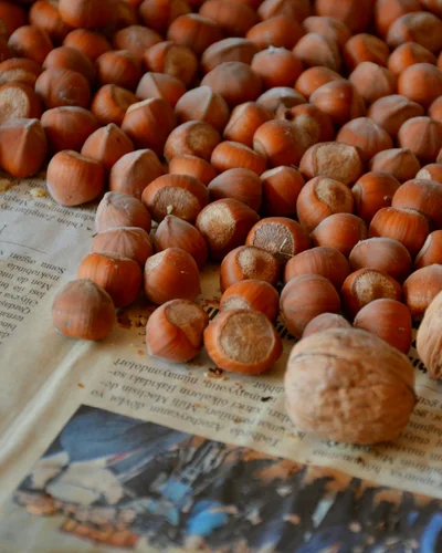 Горіхоплідні культури