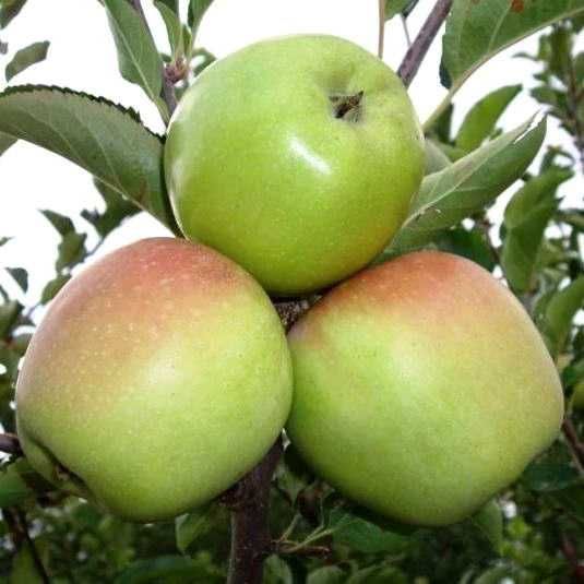 Ренет Кубанський