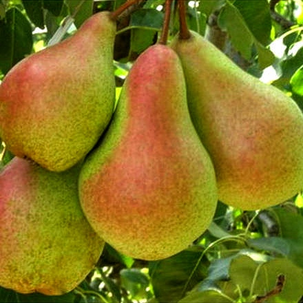 Лісова Красуня