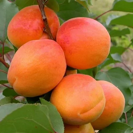 Царський
