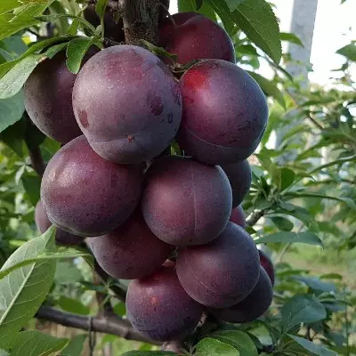 Блек Стар