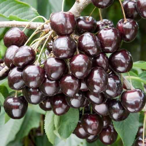 Кордія