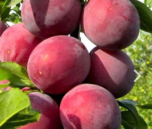Машенька (алича)
