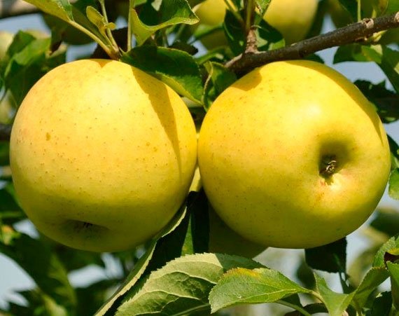 Голден Делішес Рейнджерс