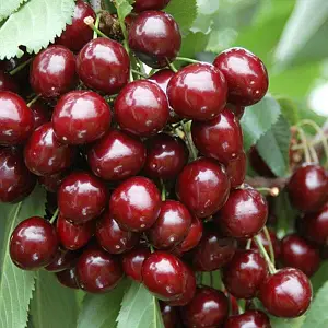 Черешня «Роял-Хелен»