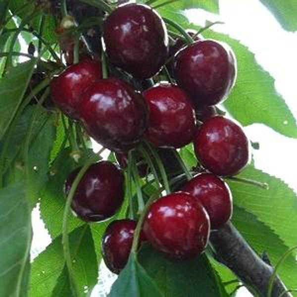 Черешня «Сем»