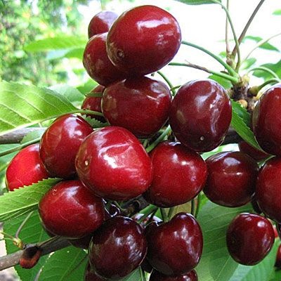 Черешня «Стаккато»
