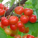 Присадибна