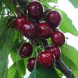 Сем