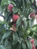 Лісостеповий
