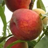 Коллінз