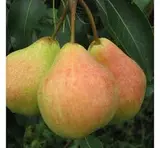 Улюблениця Клаппа