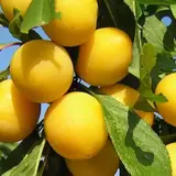 Саджанець аличі «Жовта»