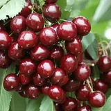 Саджанець черешні «Роял-Хелен»