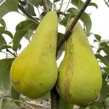 Аббат Фетель