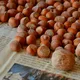 Горіхоплідні культури