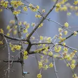 Кизил звичайний