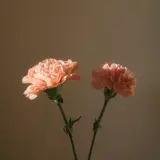 Гвоздика, асортимент кольорів