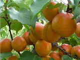 Саджанець абрикоса «Фрісон»