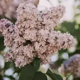 Бузок щеплений, асортимент